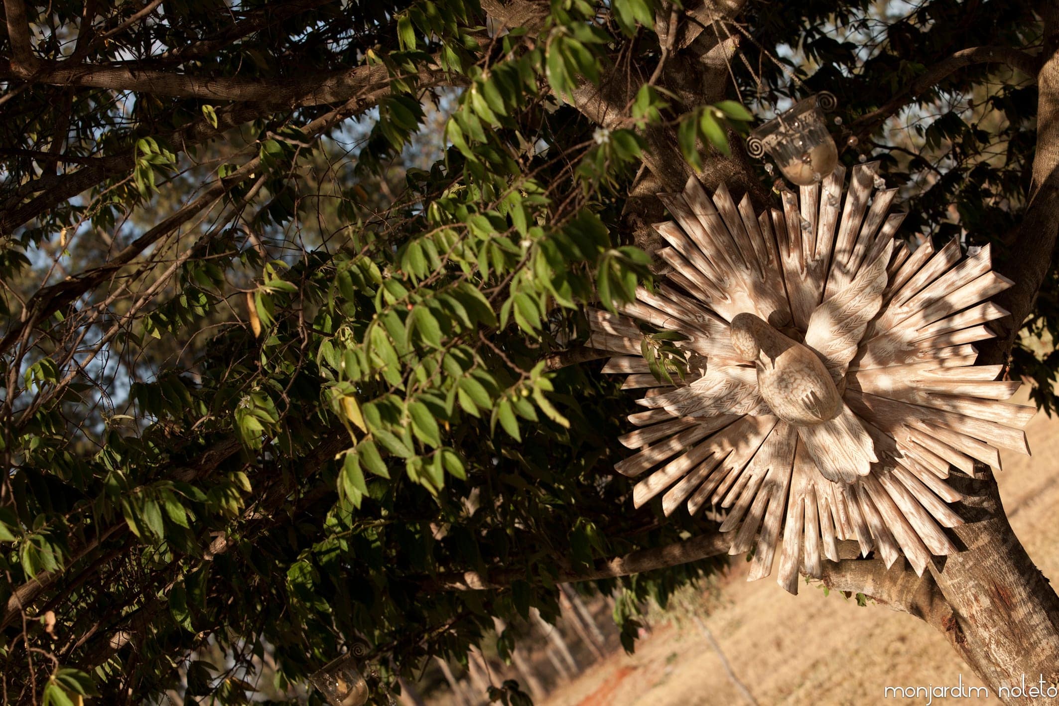 Folhagem do jardim em contraluz, com o sol atrás das folhas