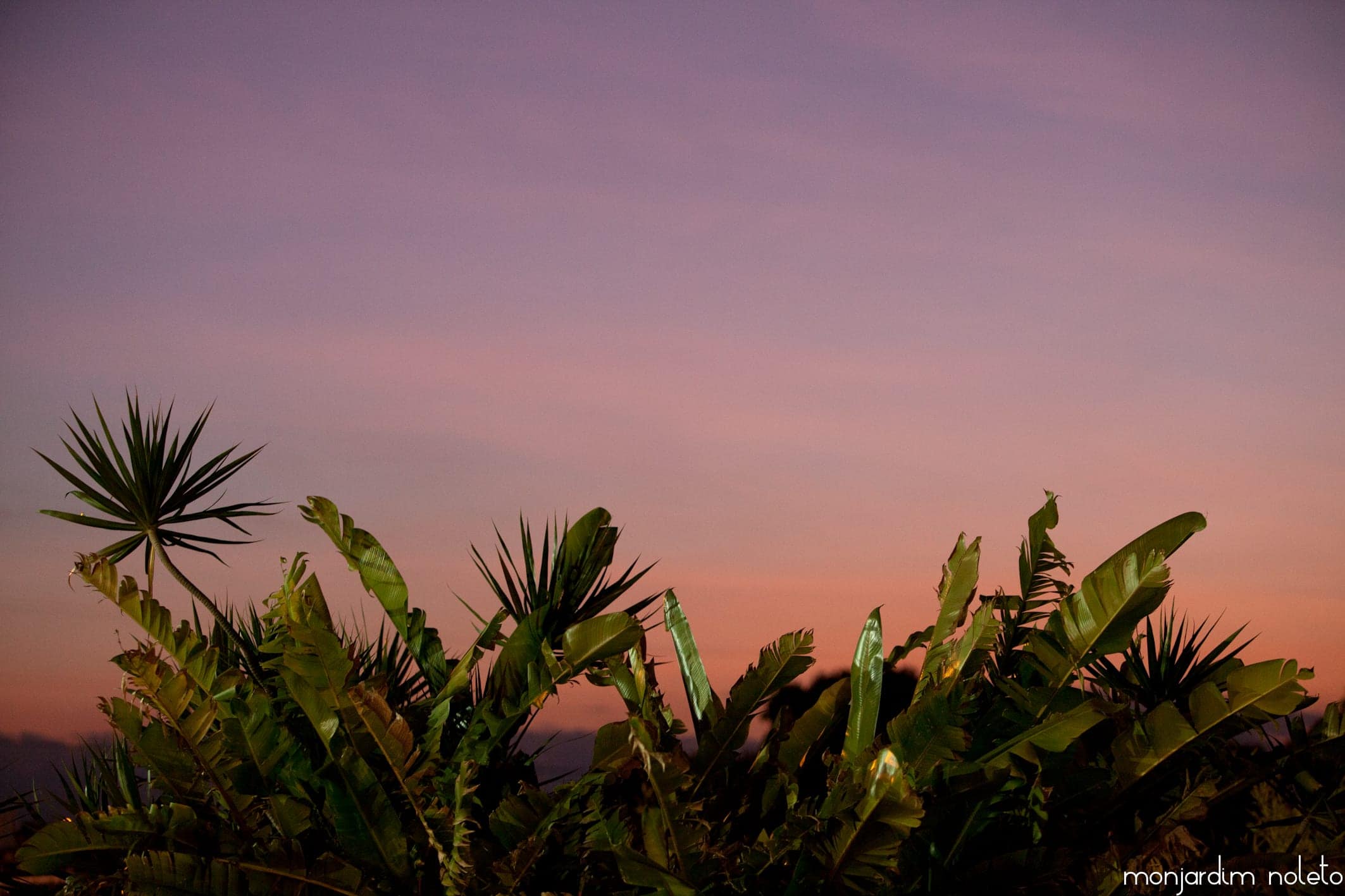 Pôr do sol visto do espaço, com as folhagens do jardim em silhueta contra o céu alaranjado
